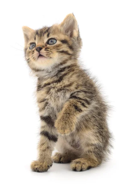 Kucing Coklat Kecil Terisolasi Pada Latar Belakang Putih — Stok Foto