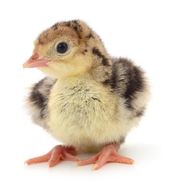Beyaz arka planda izole edilmiş şirin yeni doğmuş tavuk hindisi..
