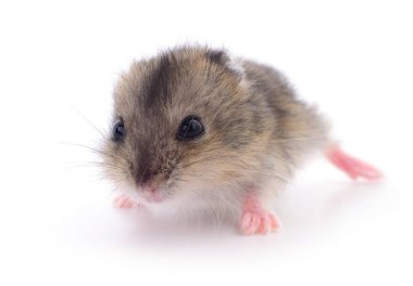 Beyaz arka planda küçük yerli hamster..