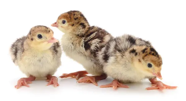 Kyckling Kalkoner Isolerad Vit Bakgrund — Stockfoto