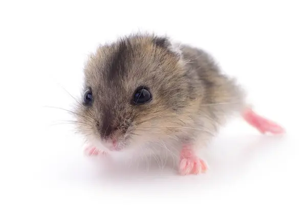Petit Hamster Domestique Isolé Sur Fond Blanc — Photo