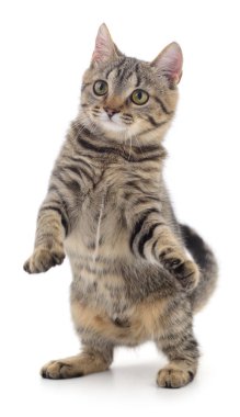 Beyaz arka planda izole edilmiş küçük kahverengi kedi yavrusu.