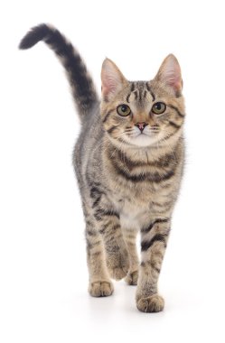 Beyaz arka planda izole edilmiş küçük kahverengi kedi yavrusu.