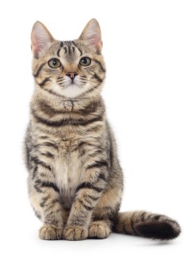 Beyaz arka planda izole edilmiş küçük kahverengi kedi yavrusu.