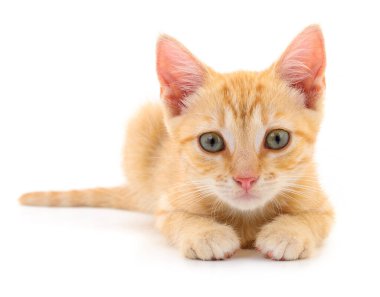 Beyaz arka planda izole edilmiş küçük kahverengi kedi yavrusu.