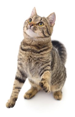 Beyaz arka planda izole edilmiş küçük kahverengi kedi yavrusu.