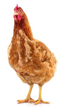 Genç kahverengi tavuk beyaz arka planda izole edildi.