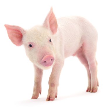 Beyaz arka planda temsil edilen domuz.