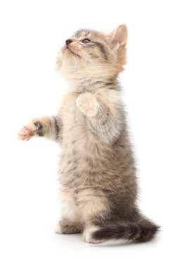 Beyaz arka planda izole edilmiş küçük gri kedi yavrusu.