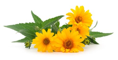 Beyaz arkaplanda üç sarı çiçek. 