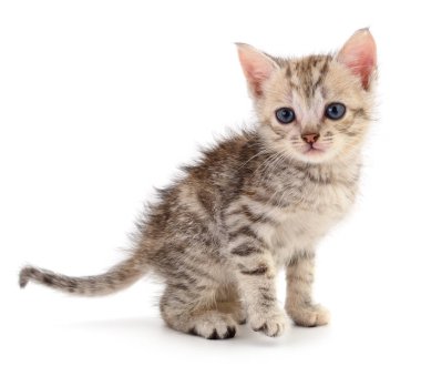 Beyaz arka planda izole edilmiş küçük gri kedi yavrusu.