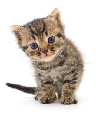 Beyaz arka planda izole edilmiş küçük kahverengi kedi yavrusu.