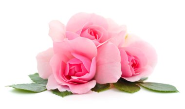 Beyaz arka planda üç güzel pembe gül.