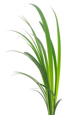 Beyaz arka planda uzun yeşil çimen yaprakları