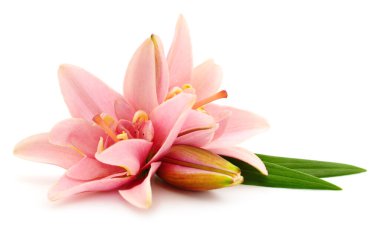 Beyaz arka planda iki pembe zambak izole edilmiş..