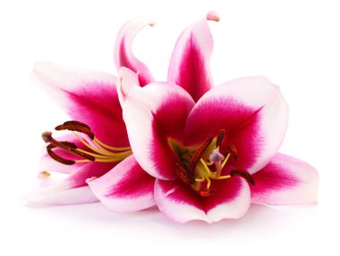 Beyaz arka planda iki pembe zambak izole edilmiş..