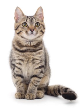 Beyaz arka planda izole edilmiş küçük kahverengi kedi yavrusu.