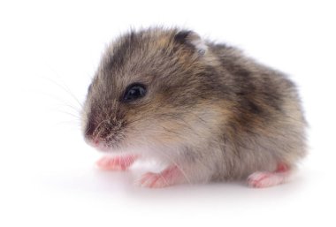 Beyaz arka planda küçük yerli hamster..