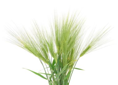 Beyaz arkaplanda izole edilmiş yeşil buğday başakları.