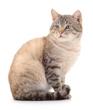 Koyu gri kedi beyaz arka planda izole edilmiş.