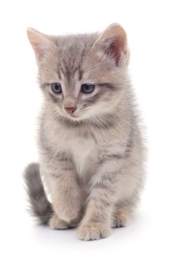 Beyaz arka planda izole edilmiş küçük gri kedi yavrusu.