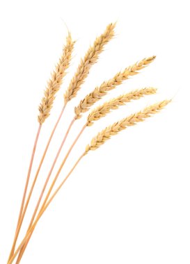 Beyaz arkaplanda yalıtılmış buğday kulakları.