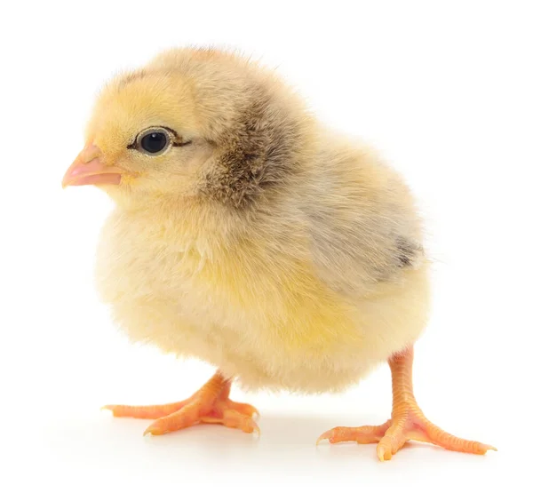 Ein Kleines Huhn Auf Weißem Hintergrund Stockfoto