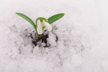 Kardelen çiçek gerçek kar beyaz izole çıkıyor.