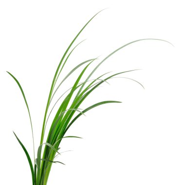 Beyaz arka planda uzun yeşil çimen yaprakları