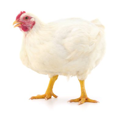 Beyaz tavuk beyaz, stüdyo çekimi