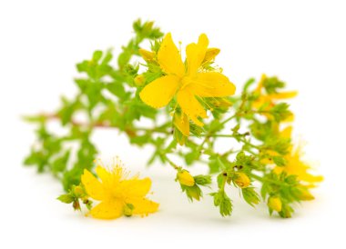 Beyaz zemin üzerinde izole edilmiş St. John 's wort (Hypericum perforatum).