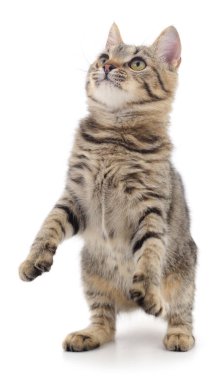 Beyaz arka planda izole edilmiş küçük kahverengi kedi yavrusu.