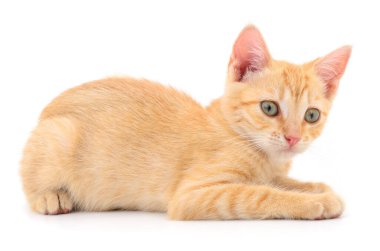 Beyaz arka planda izole edilmiş küçük kahverengi kedi yavrusu.