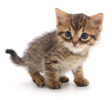 Beyaz arka planda izole edilmiş küçük kahverengi kedi yavrusu.