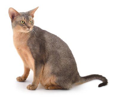 Koyu gri kedi beyaz arka planda izole edilmiş.