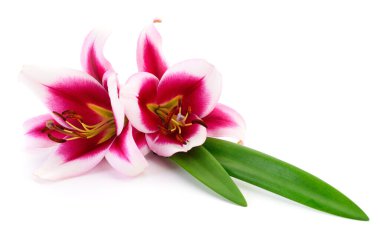 Beyaz arka planda iki pembe zambak izole edilmiş..