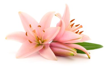 Beyaz arka planda iki pembe zambak izole edilmiş..