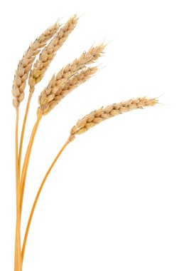 Beyaz arkaplanda yalıtılmış buğday kulakları.