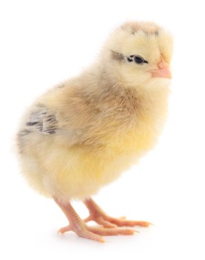 Beyaz arka planda küçük bir tavuk