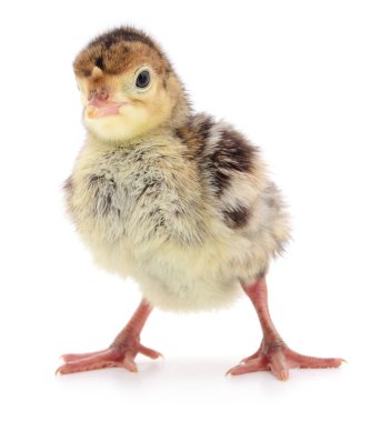 Beyaz arka planda izole edilmiş şirin yeni doğmuş tavuk hindisi..