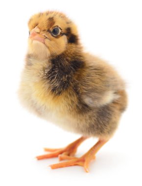 Beyaz arka planda küçük bir tavuk