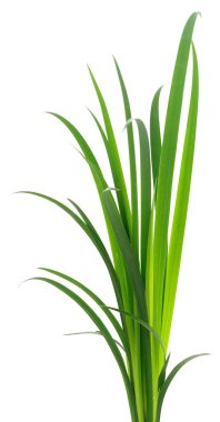 Beyaz arka planda uzun yeşil çimen yaprakları