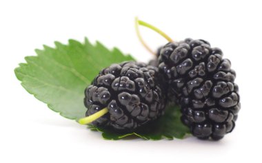 Dut meyvesi ve yapraklar beyaz arka planda. 