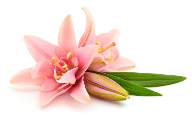 Beyaz arka planda iki pembe zambak izole edilmiş..