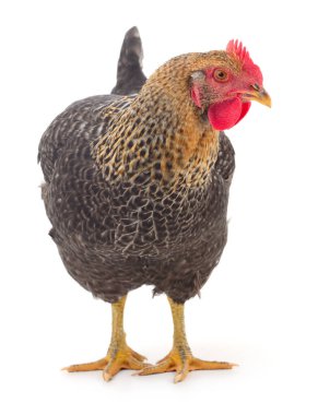 Genç kahverengi tavuk beyaz arka planda izole edildi.