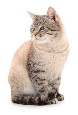 Koyu gri kedi beyaz arka planda izole edilmiş.