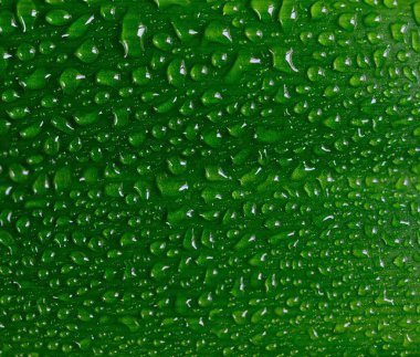 Su taze yeşil yaprağa damlar, beyaz yaprağa izole olur..