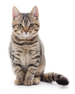 Beyaz arka planda izole edilmiş küçük kahverengi kedi yavrusu.