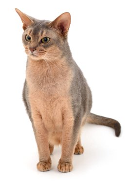 Koyu gri kedi beyaz arka planda izole edilmiş.