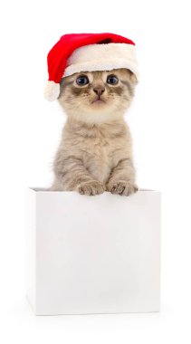 Noel Baba 'daki kedi yavrusu. Beyaz arka planda kırmızı şapka..